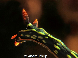 Nembrotha kubaryana by Andre Philip 